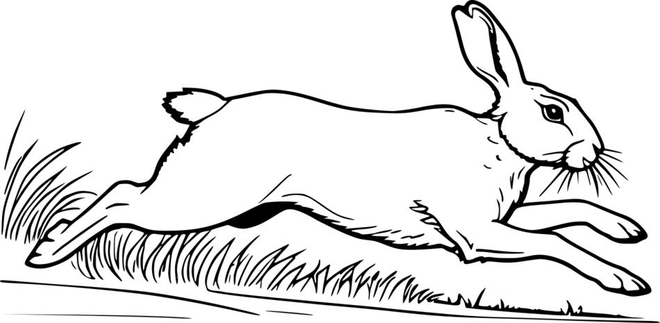 Coloring book The hare is running (Horizontal)