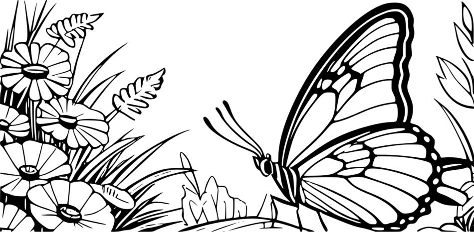 Coloring book The ease of flight of a butterfly. (Horizontal)