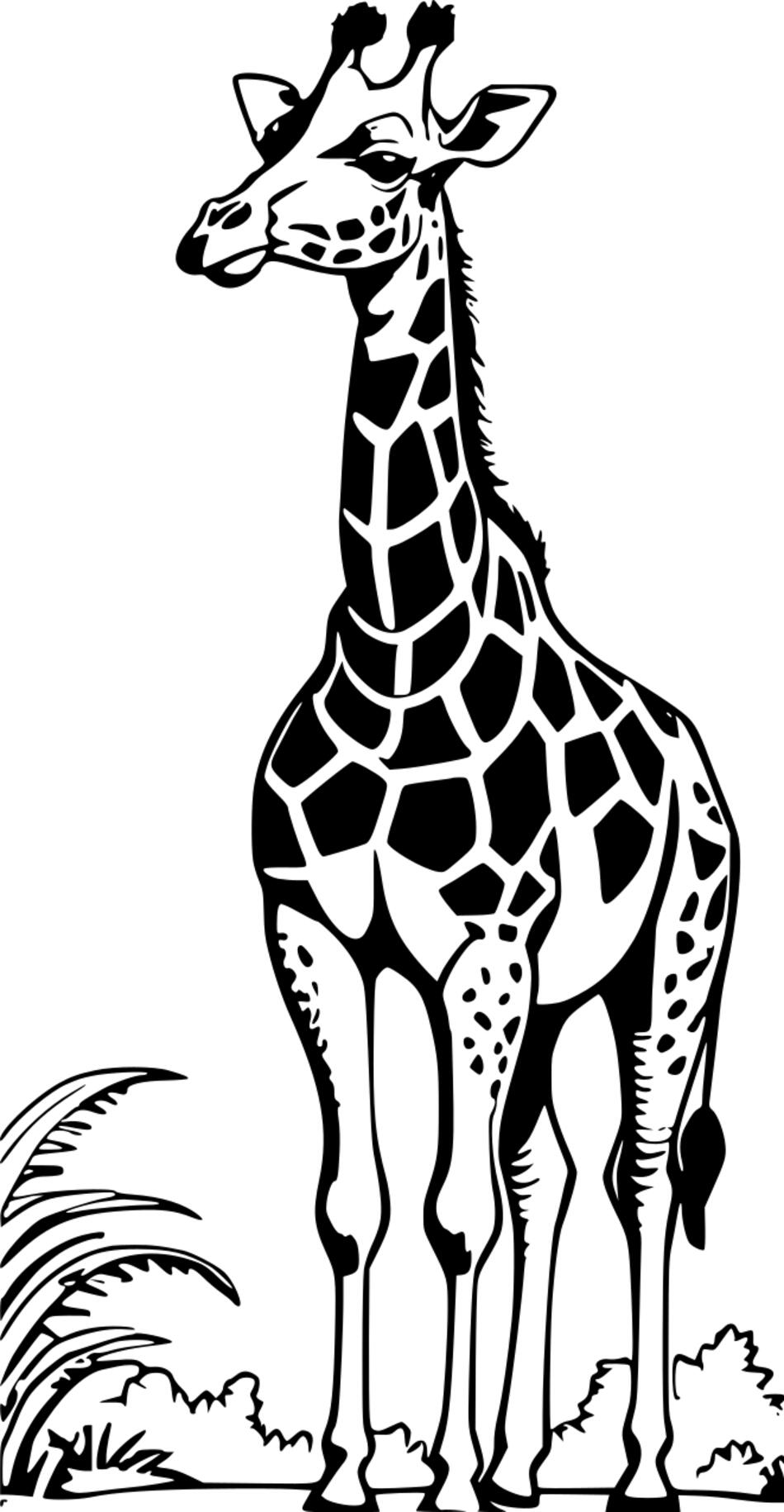 Раскраска Жираф ест (Вертикальный)